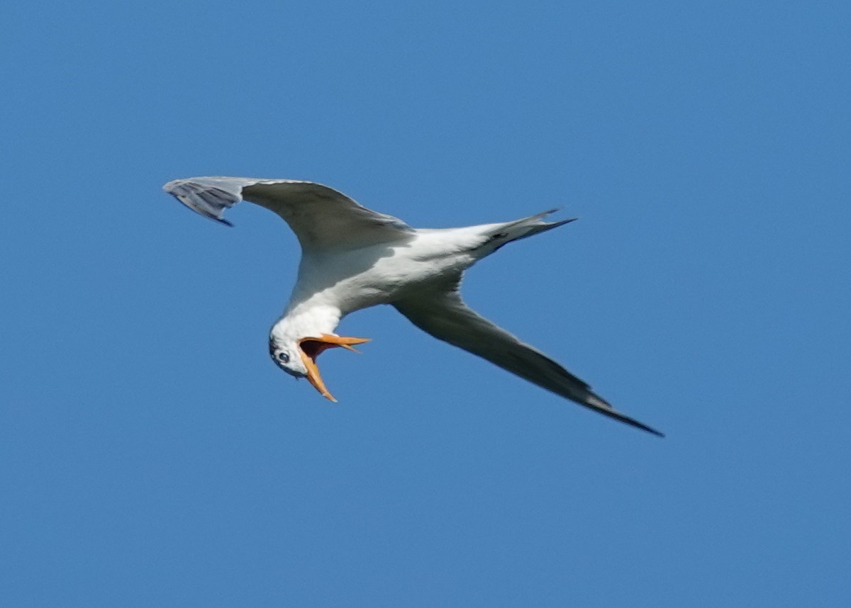 Royal Tern - ML619399273