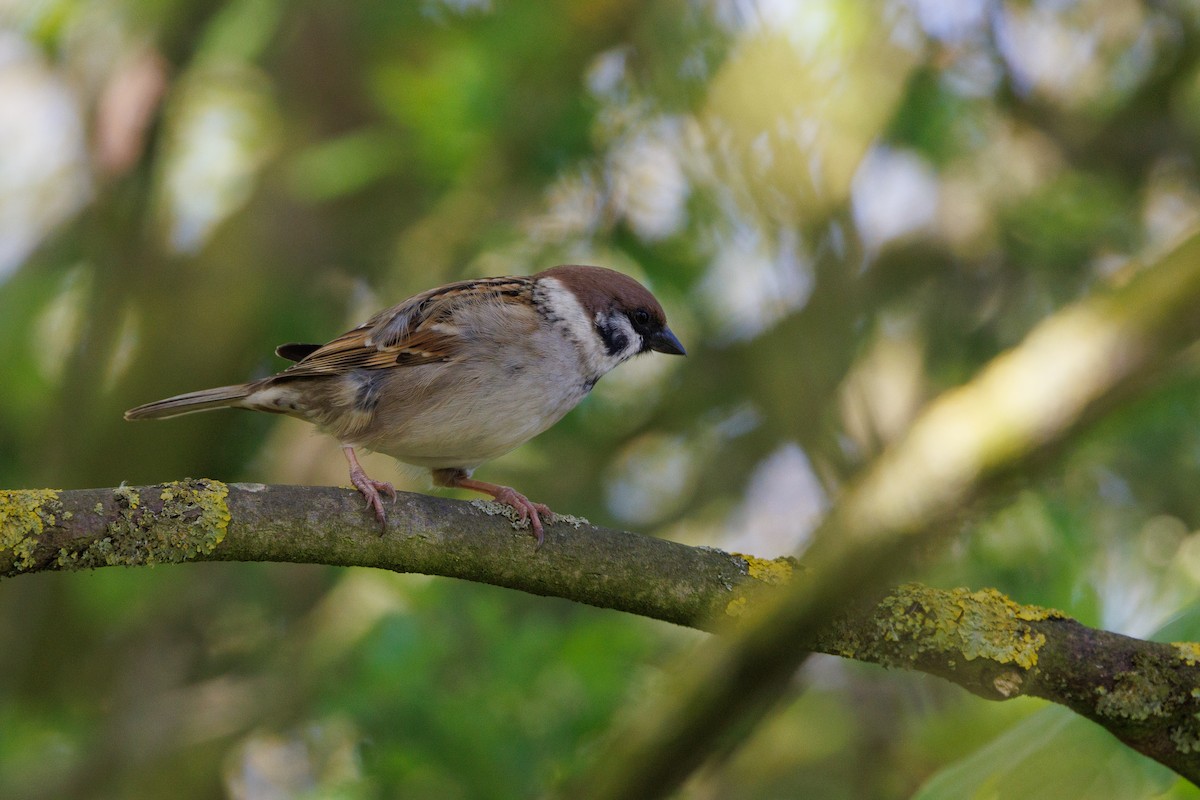 Eurasian Tree Sparrow - Henry Wyn-Jones