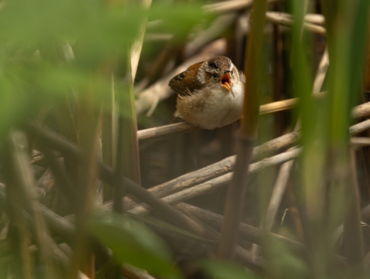 Marsh Wren - ML619399277