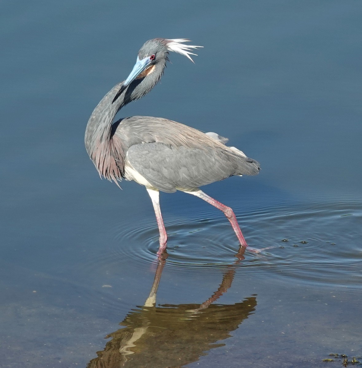 Tricolored Heron - ML619399278