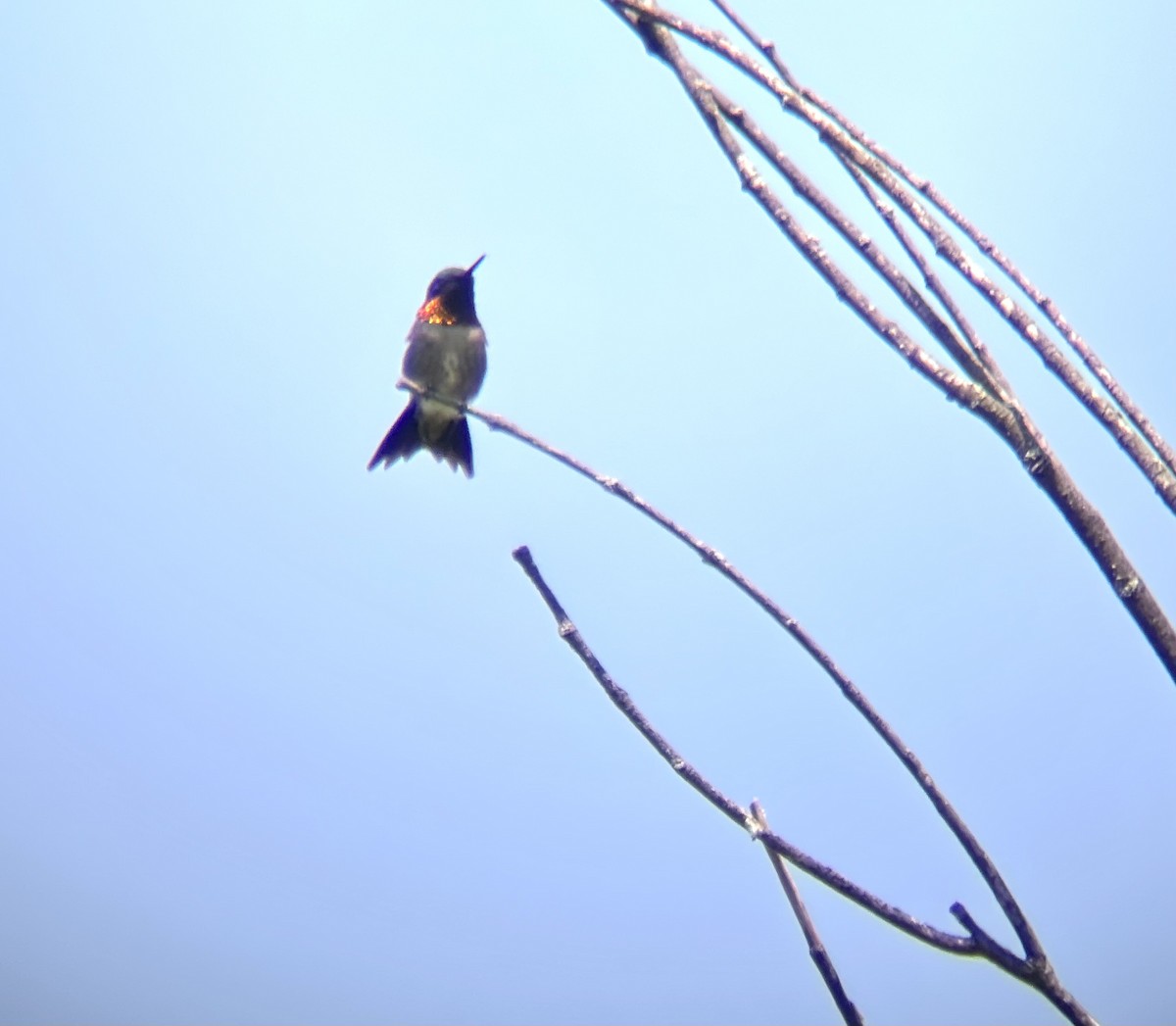 Ruby-throated Hummingbird - Always An Adventure Inc. Team