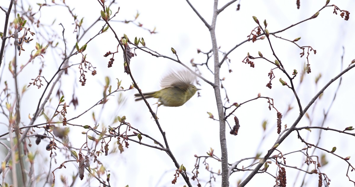 Orange-crowned Warbler - brian bishop