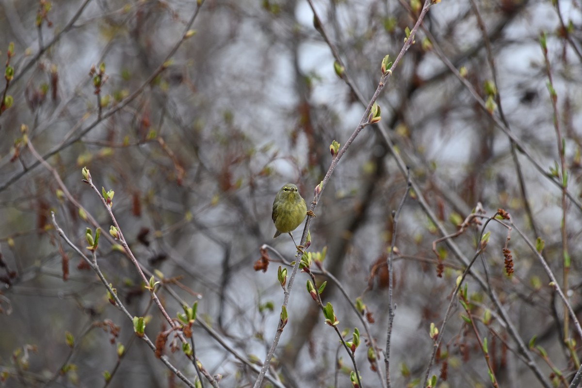 Orange-crowned Warbler - brian bishop