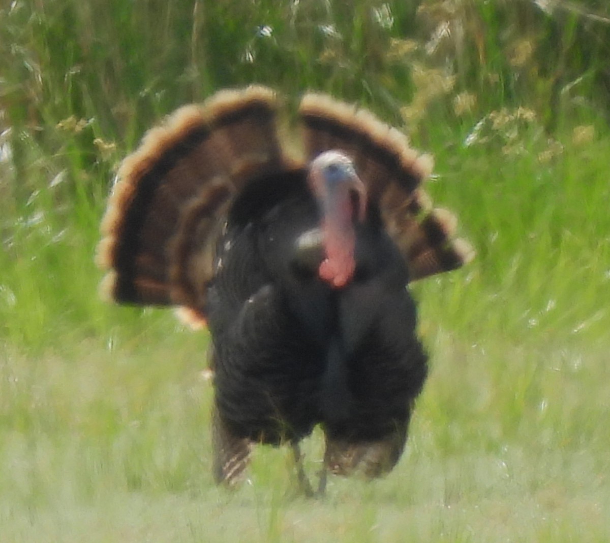 Wild Turkey - ML619399291