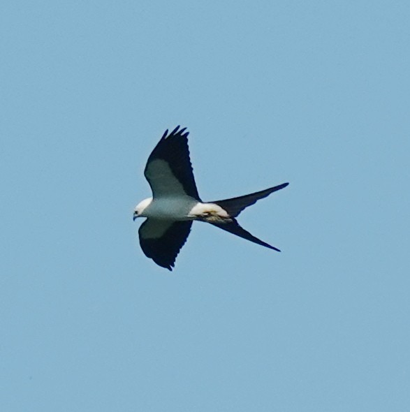 Swallow-tailed Kite - Lilian Saul