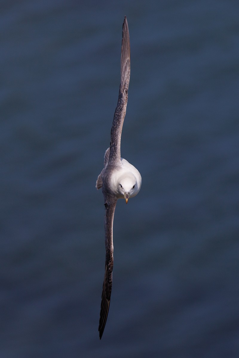 Northern Fulmar - Henry Wyn-Jones