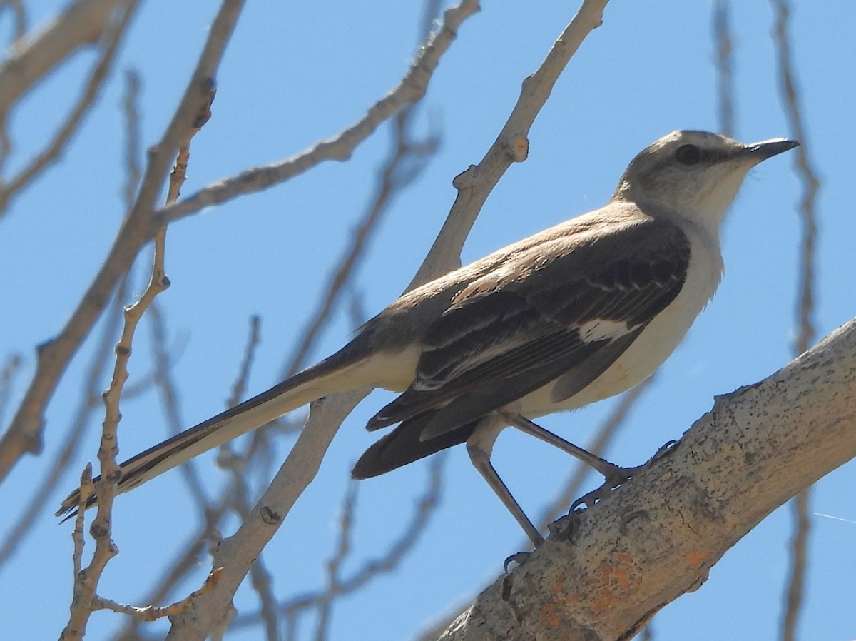 Northern Mockingbird - ML619399298