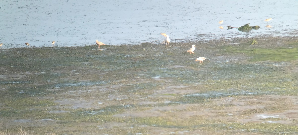 Marbled Godwit - Heidi George