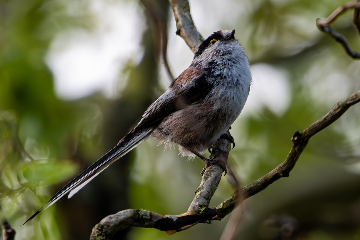 Long-tailed Tit - F Loose