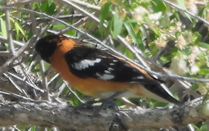 Black-headed Grosbeak - Mark Romero