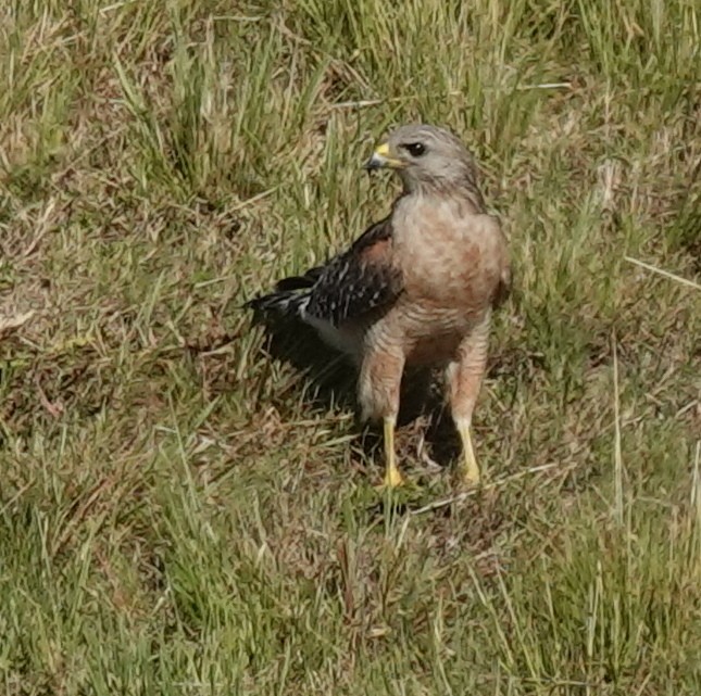 Red-shouldered Hawk - Lilian Saul