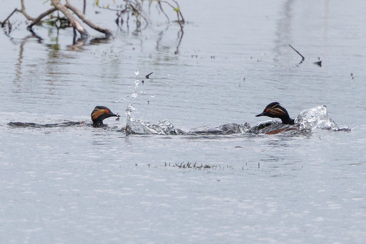 Eared Grebe - Henry Wyn-Jones