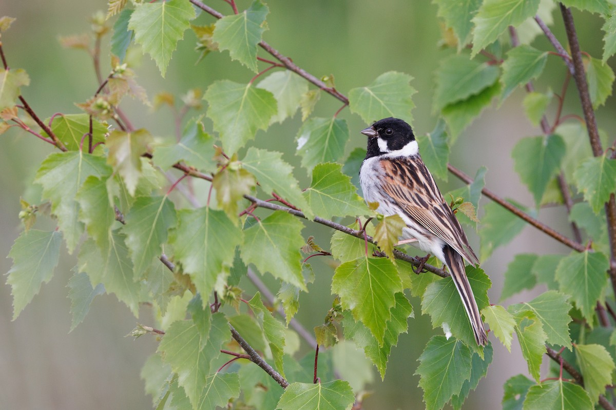 Reed Bunting - Henry Wyn-Jones