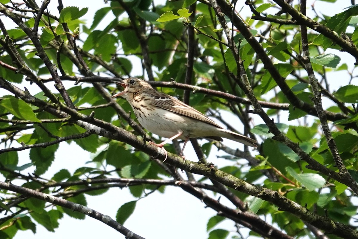 Tree Pipit - Toby Holmes