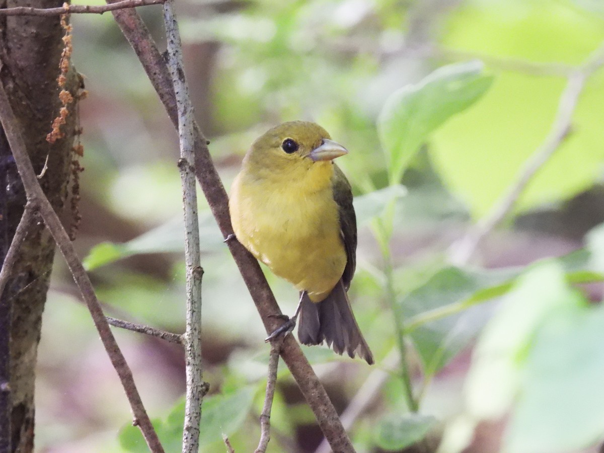 Scarlet Tanager - Patricia and Richard Williams