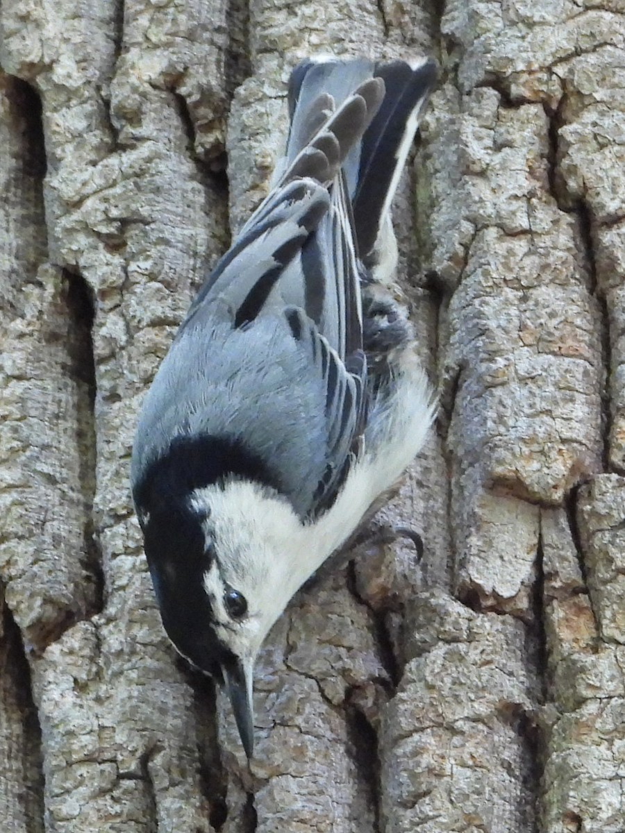 White-breasted Nuthatch - Mike Cianciosi