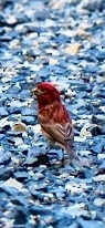 Purple Finch - ML619399361