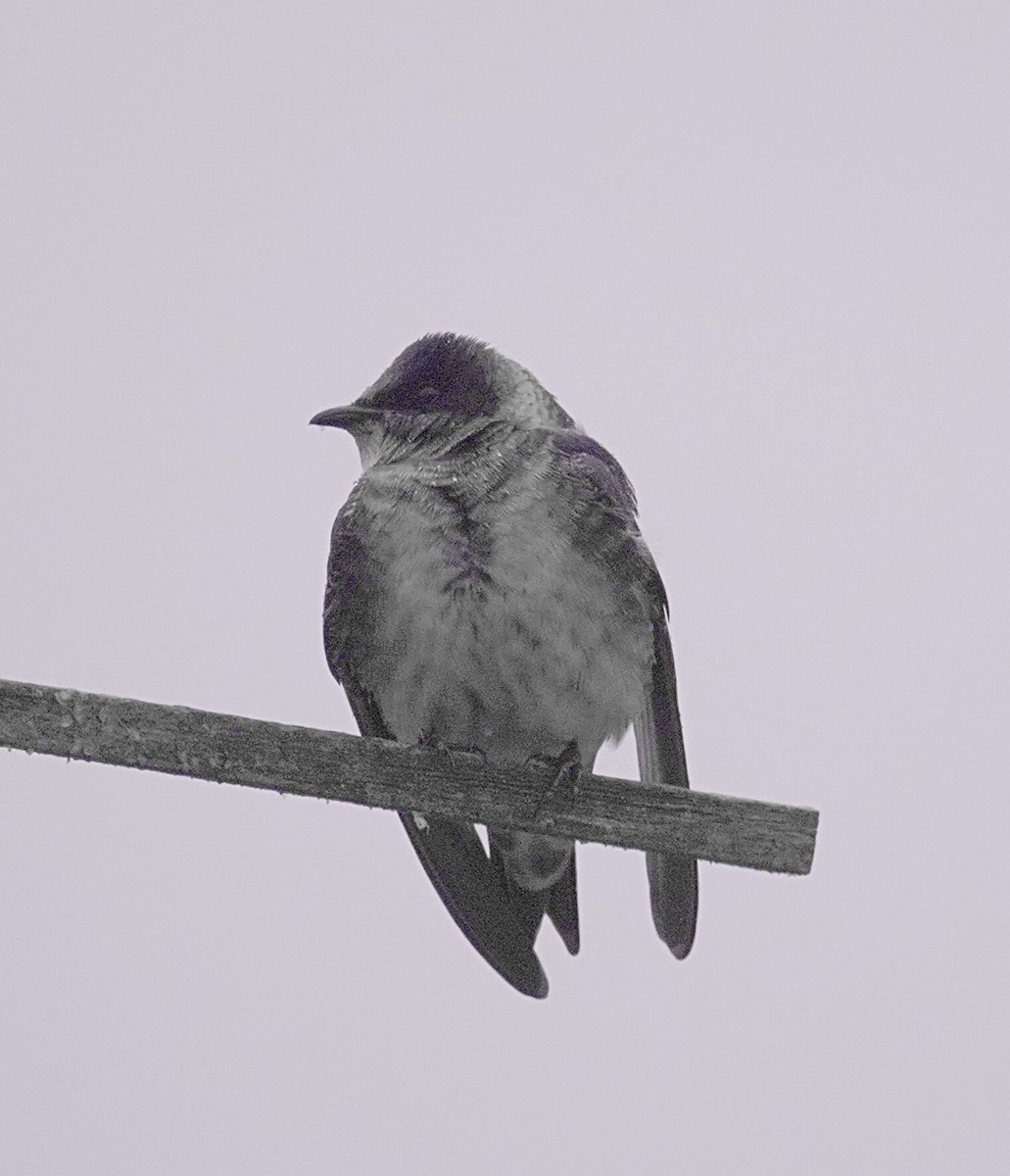 Purple Martin - ML619399367