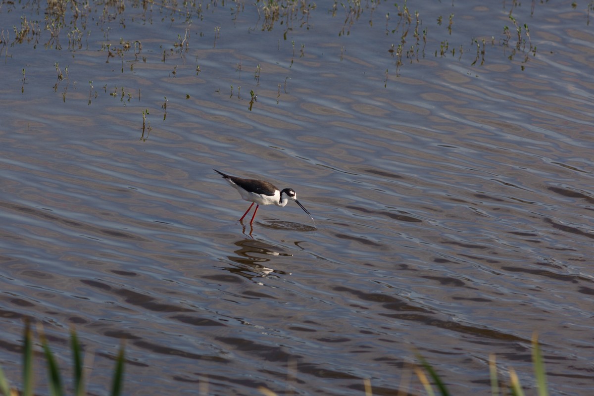 Black-necked Stilt - Tyler Ellis