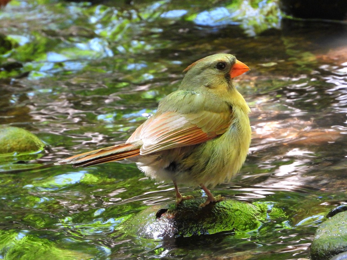 Cardinal rouge - ML619399373