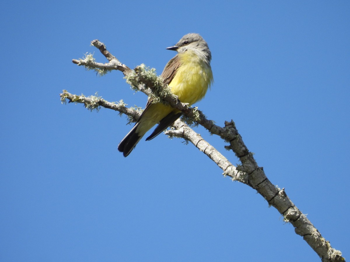 Western Kingbird - ML619399374