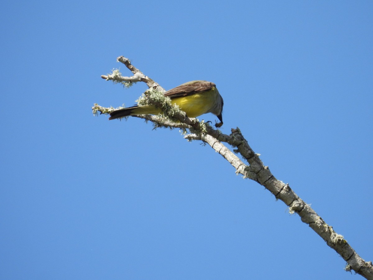 Western Kingbird - ML619399375