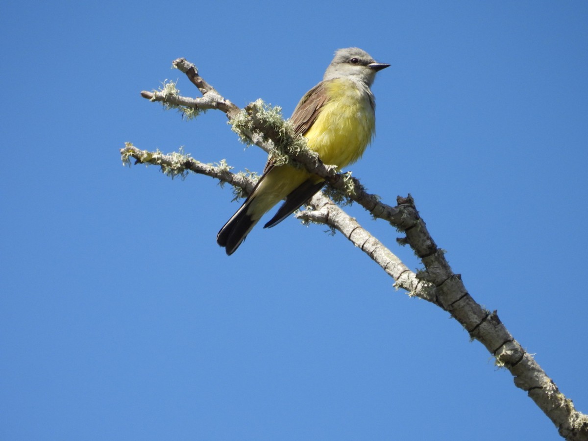 Western Kingbird - ML619399376