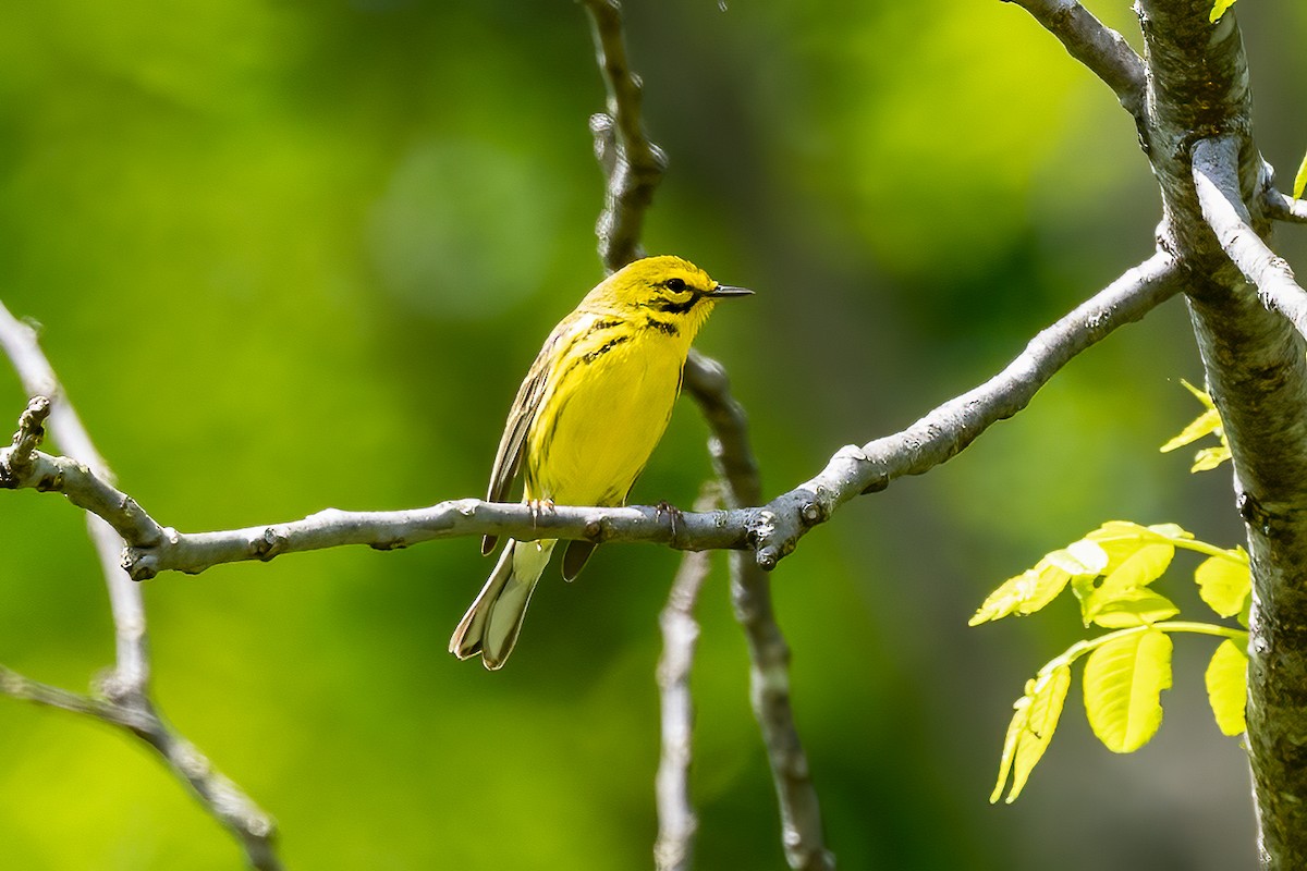 Prairie Warbler - Chris S. Wood