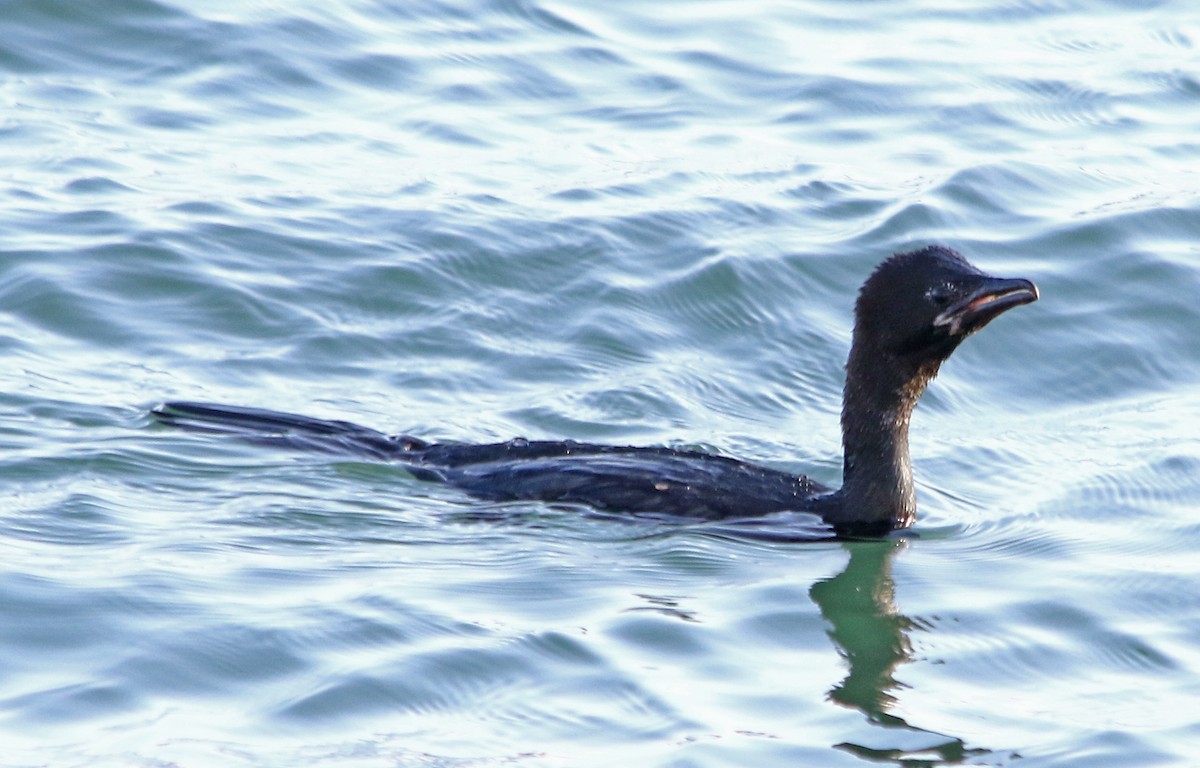 Pygmy Cormorant - ML619399392