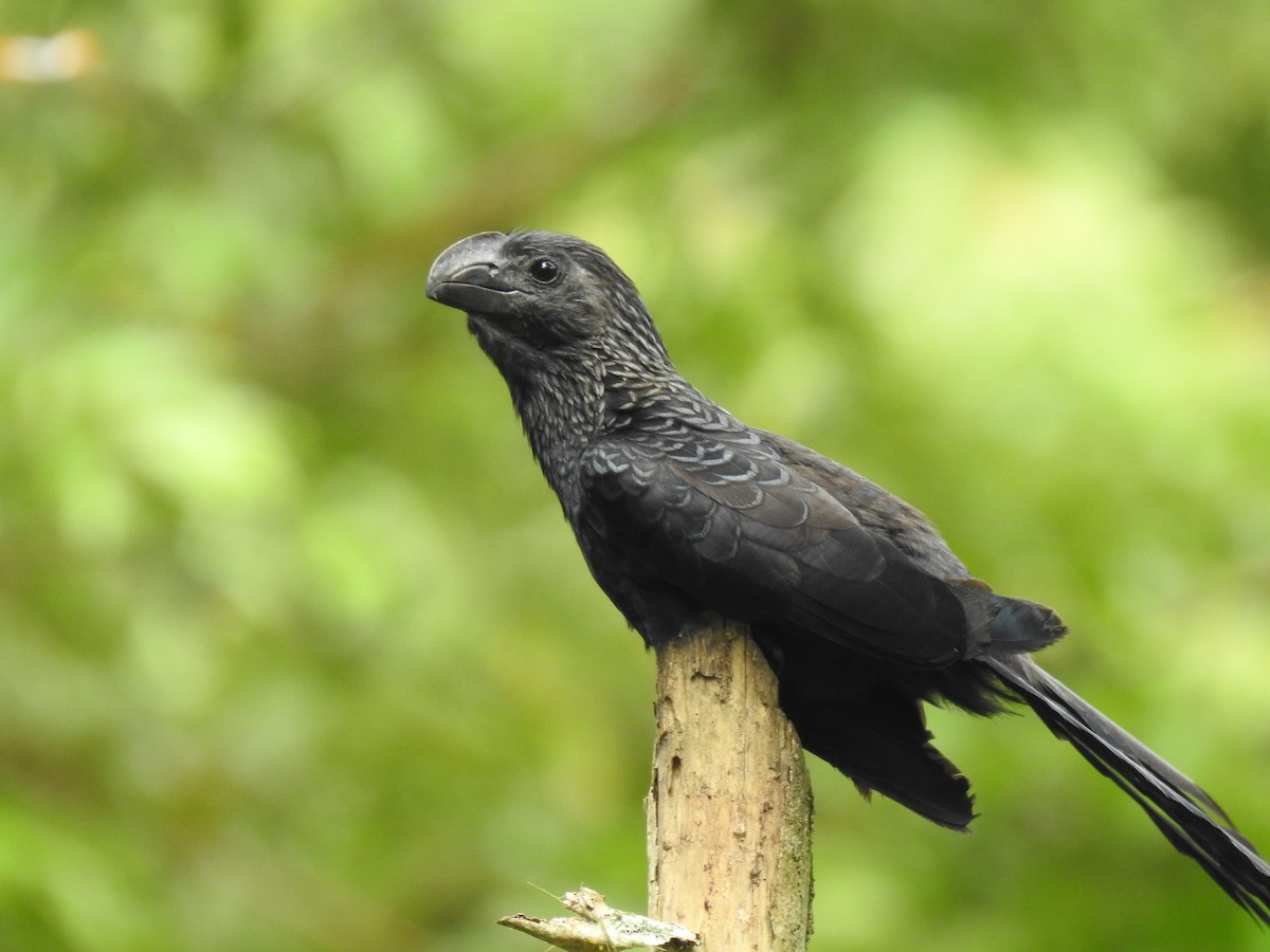 Smooth-billed Ani - Justin Harris