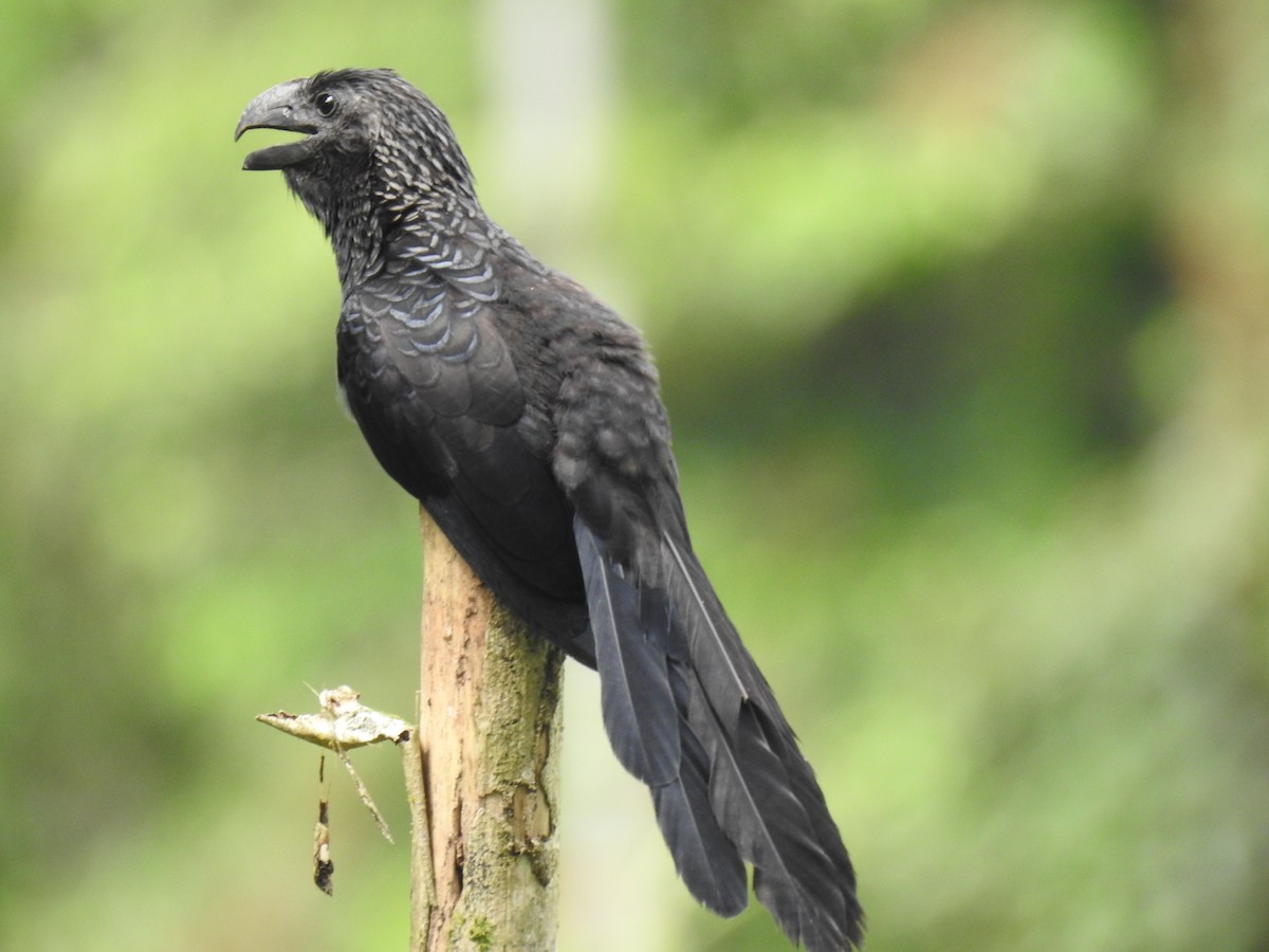 Smooth-billed Ani - Justin Harris