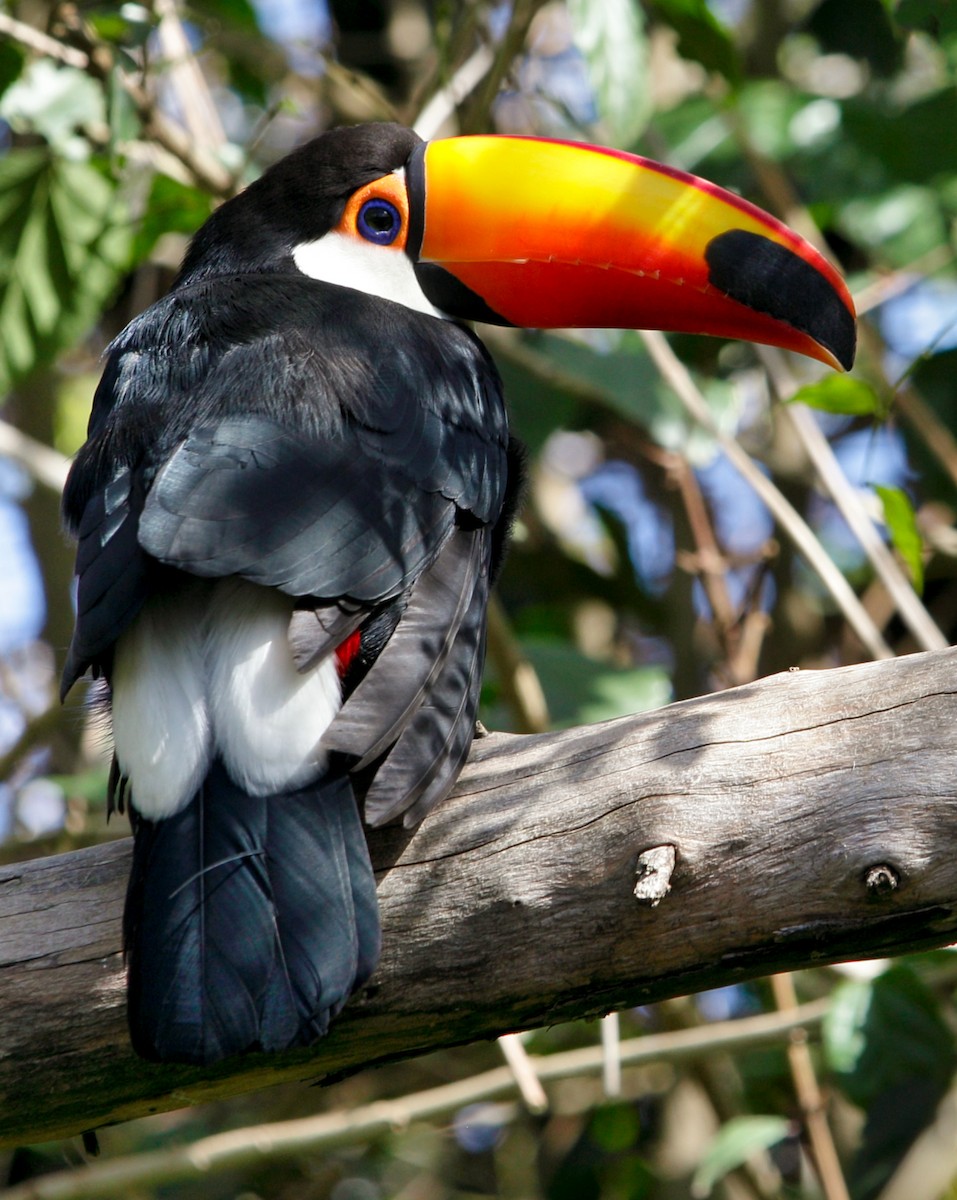 Toco Toucan - Anonymous