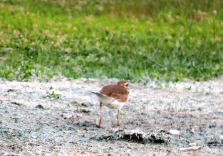 Killdeer - Mary Conant