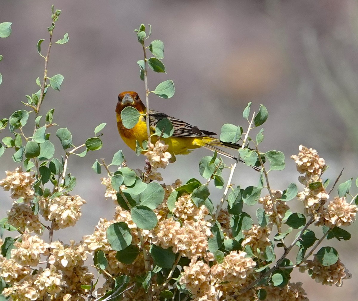 Red-headed Bunting - Edurne Ugarte