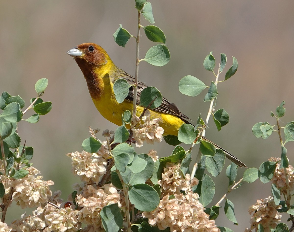 Red-headed Bunting - Edurne Ugarte