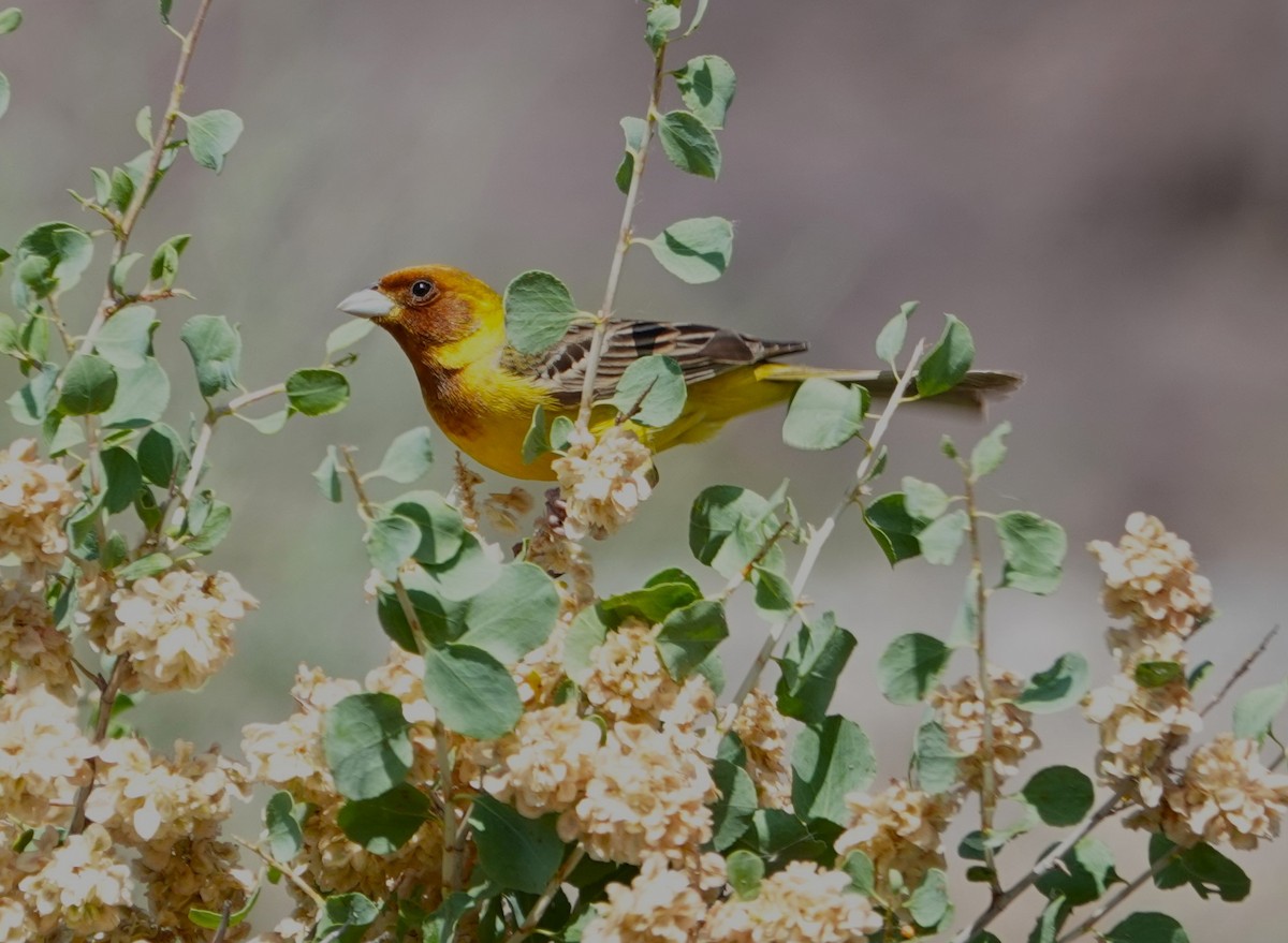 Red-headed Bunting - Edurne Ugarte