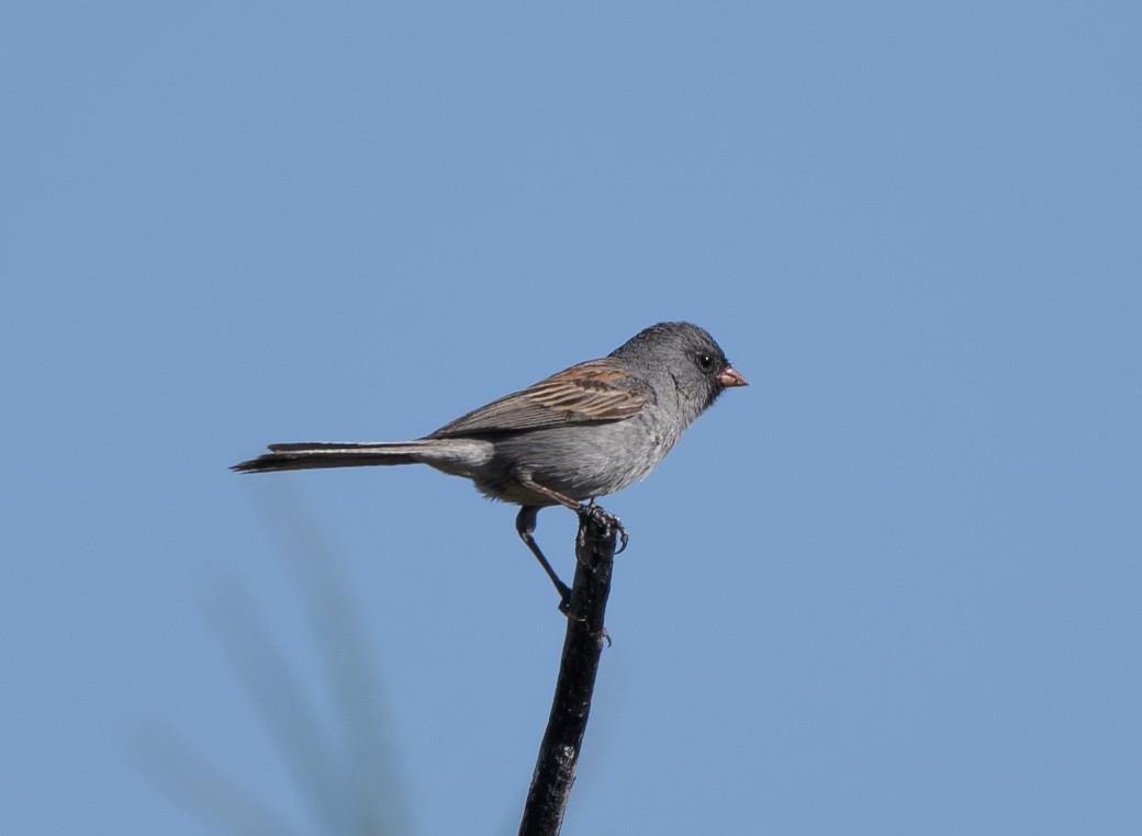 Black-chinned Sparrow - Joshua Greenfield