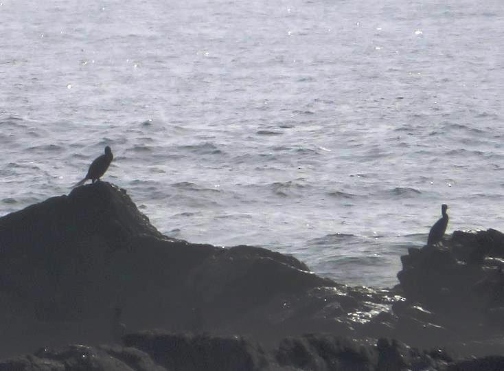 Double-crested Cormorant - ML619399419