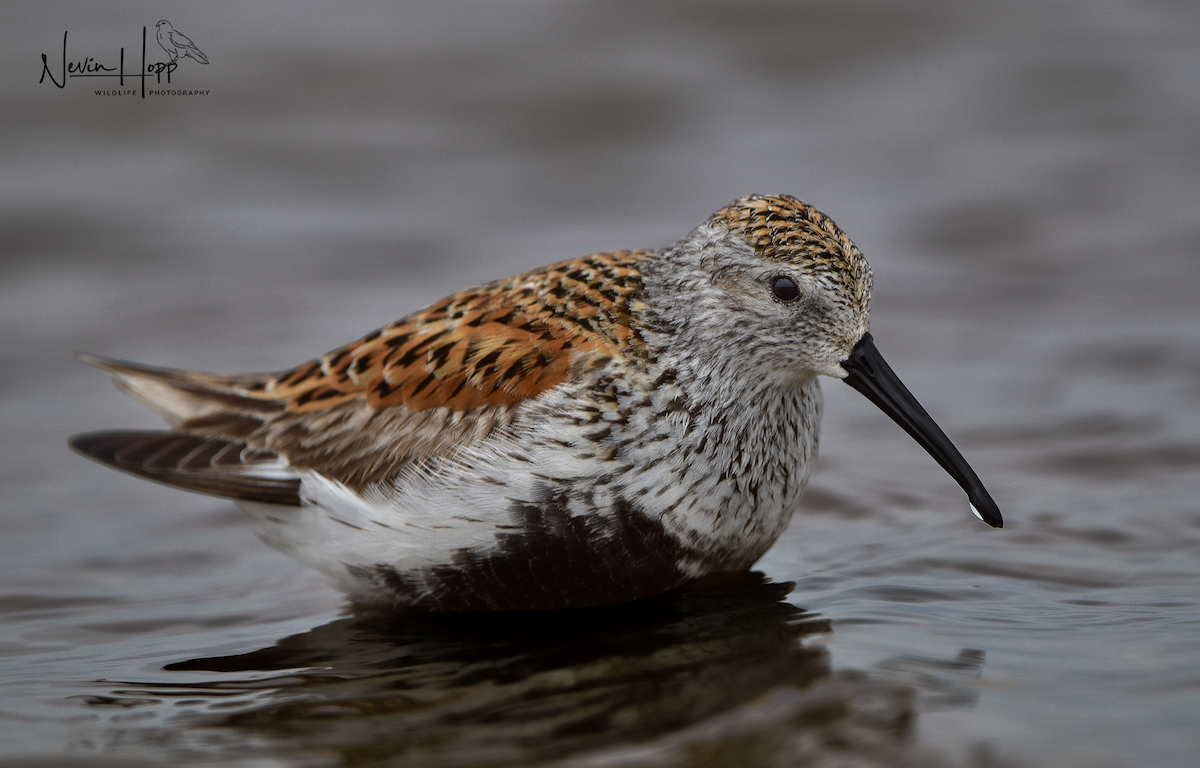 Dunlin - ML619399420
