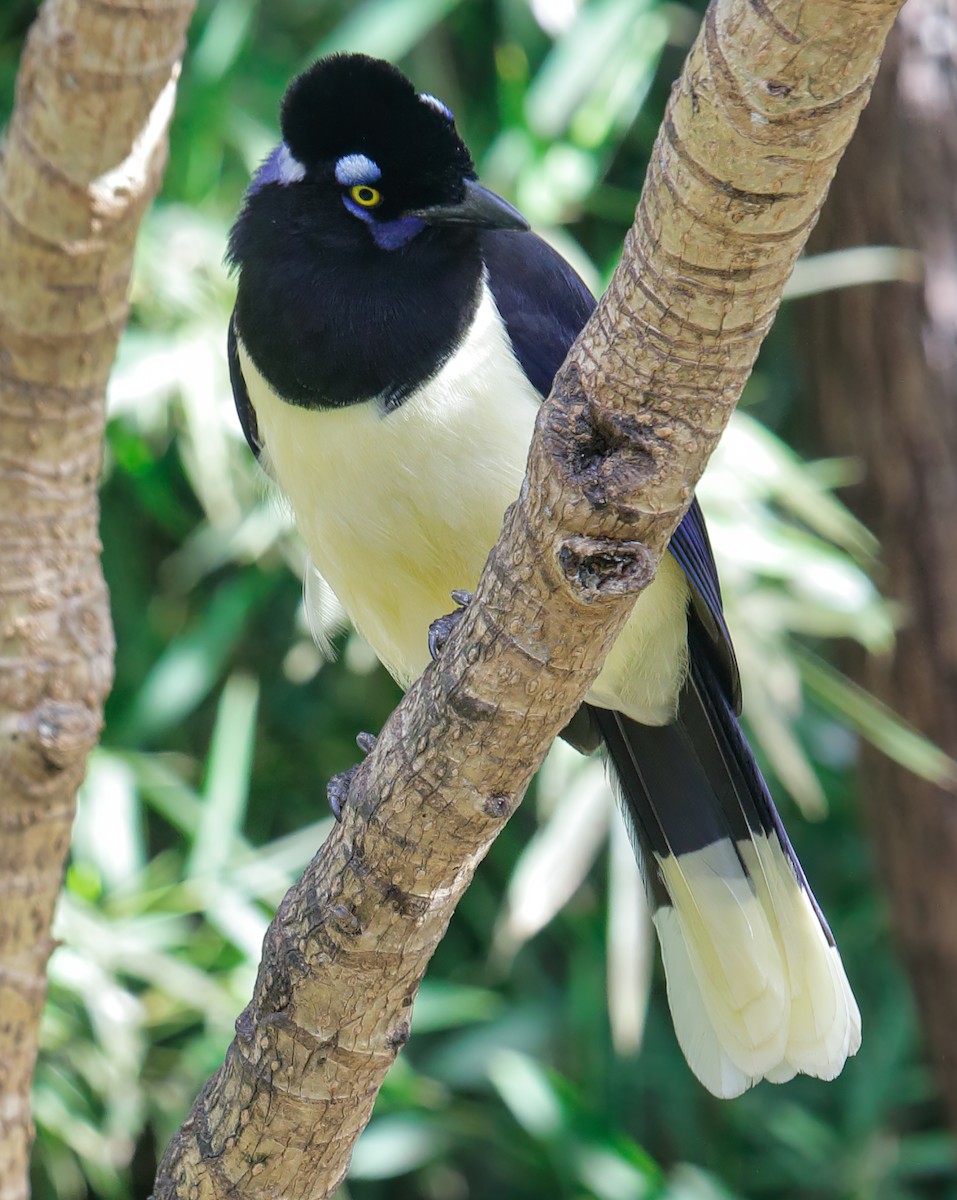 Plush-crested Jay - Anonymous