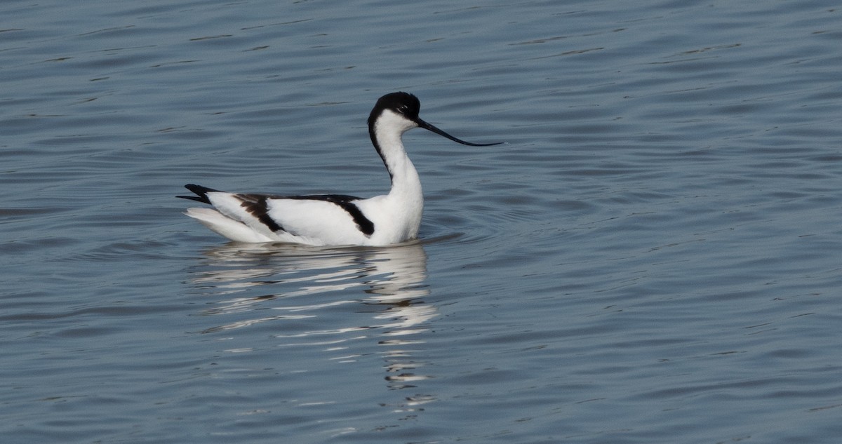 Pied Avocet - David Factor