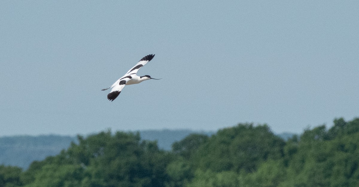 Pied Avocet - David Factor