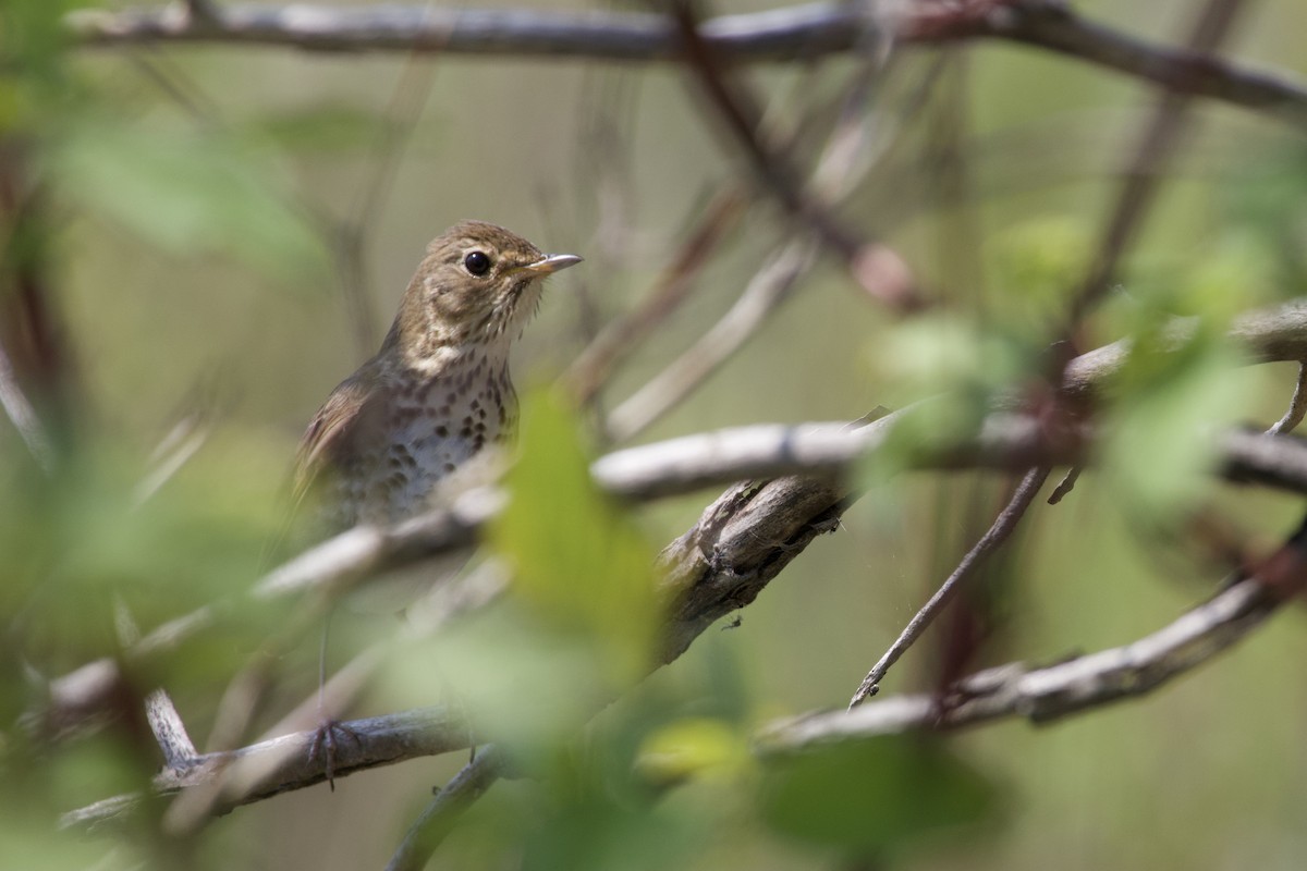 Gray-cheeked Thrush - Makail Johannesson