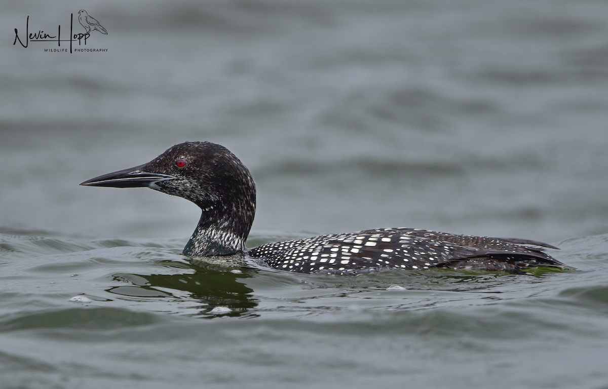 Common Loon - ML619399435