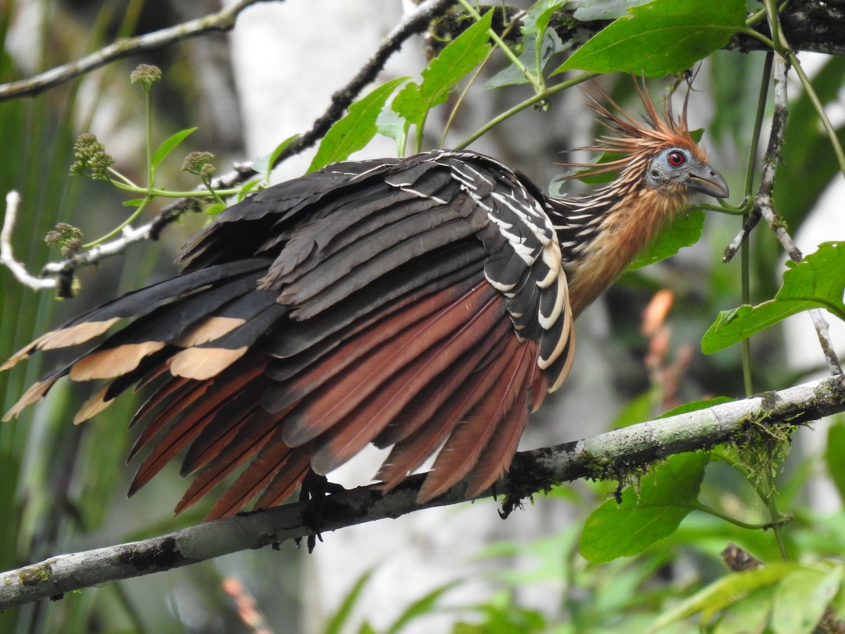 Hoatzin - Justin Harris