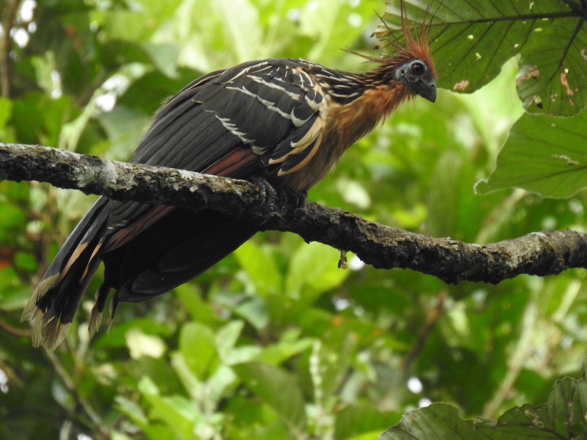 Hoatzin - Justin Harris