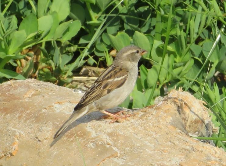 Chipping Sparrow - ML619399441