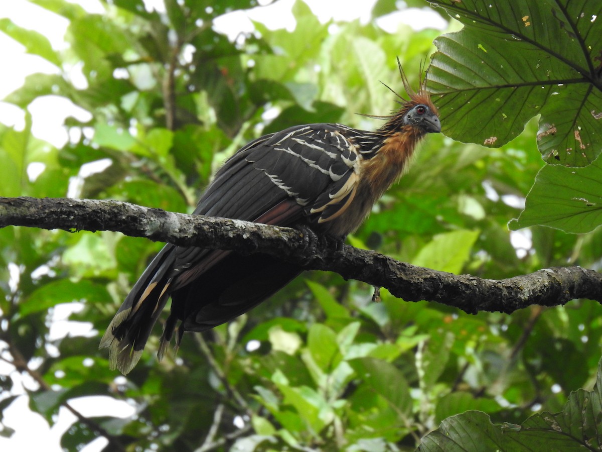 Hoatzin - Justin Harris