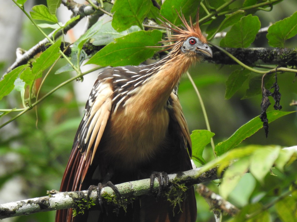 Hoatzin - Justin Harris