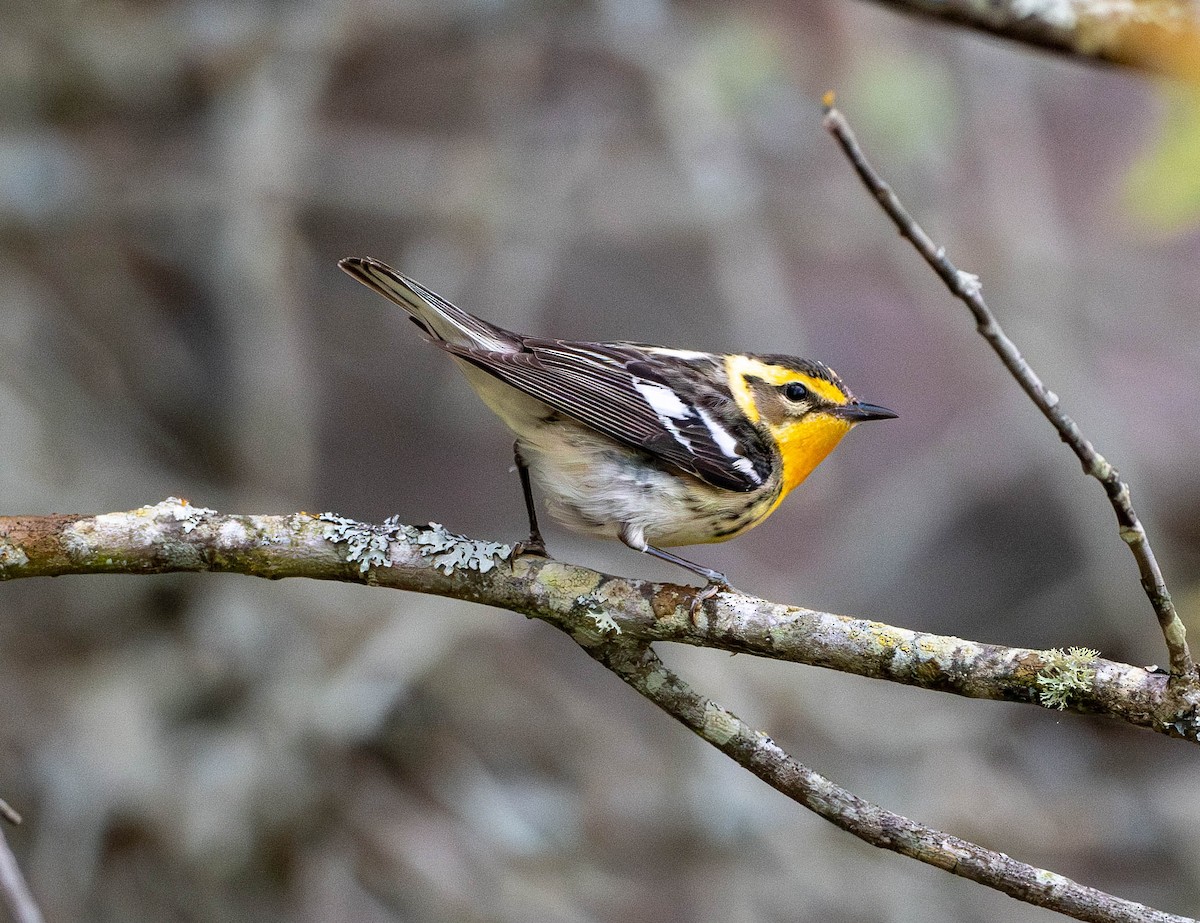 Blackburnian Warbler - Richard Thunen